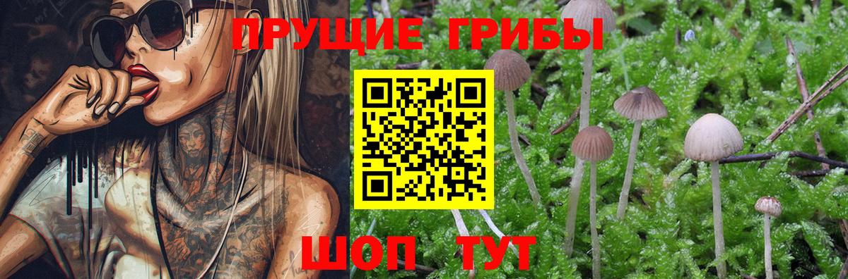 Галлюциногенные грибы Psilocybine cubensis  Псилоцибиновые грибы GOLDEN TEACHER  Санкт-Петербург  Вход с VPN 